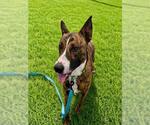 Small #1 Holland Shepherd Mix