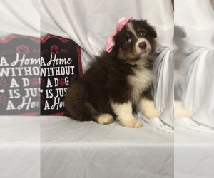 Australian Shepherd Puppy for sale in INDIANAPOLIS, IN, USA
