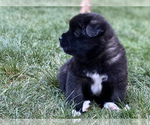 Small Photo #1 Akita Puppy For Sale in GREELEY, CO, USA