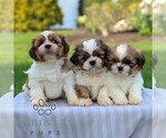 Small #1 Shih Tzu