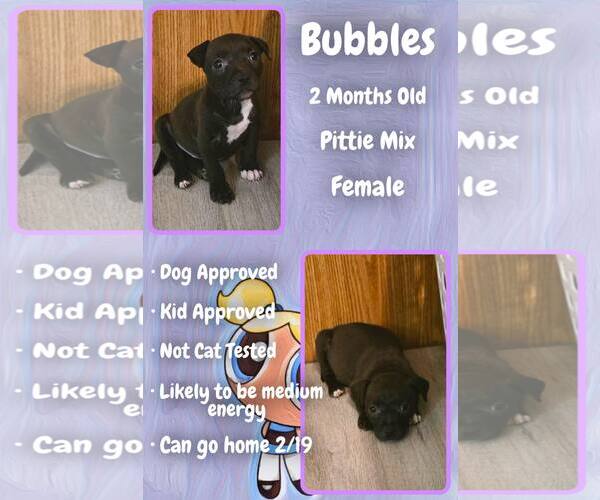 Medium Photo #1 Mutt Puppy For Sale in Jacksonville, NC, USA