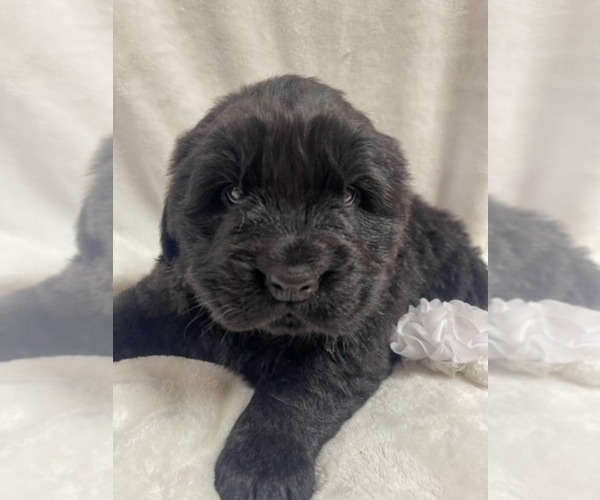 Medium Photo #2 Newfoundland Puppy For Sale in CANDLER, NC, USA