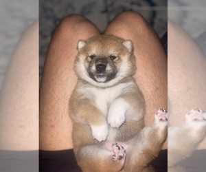 Shiba Inu Puppy for sale in CHICAGO, IL, USA