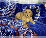 Small Photo #9 Golden Retriever Puppy For Sale in DETROIT, MI, USA