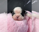 Small Photo #90 Boston Terrier Puppy For Sale in TULARE, CA, USA