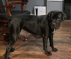Mother of the Cane Corso puppies born on 11/04/2021