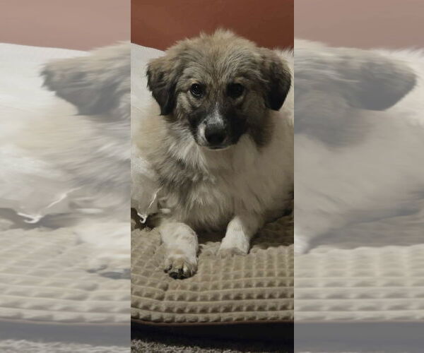 Medium Photo #3 Great Pyrenees-Pomeranian Mix Puppy For Sale in MIDWAY, UT, USA