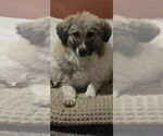 Small #2 Great Pyrenees-Pomeranian Mix