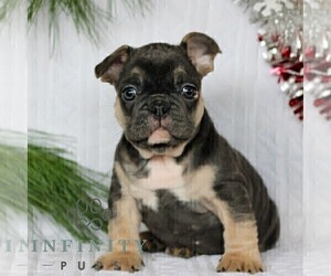 French Bulldog Puppy for sale in LITITZ, PA, USA