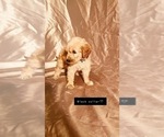 Small Photo #2 Goldendoodle Puppy For Sale in WEST PLAINS, MO, USA