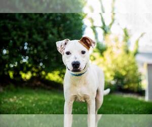 Treeing Walker Coonhound Dogs for adoption in Brewster, MA, USA