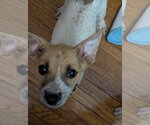 Small #2 Mutt