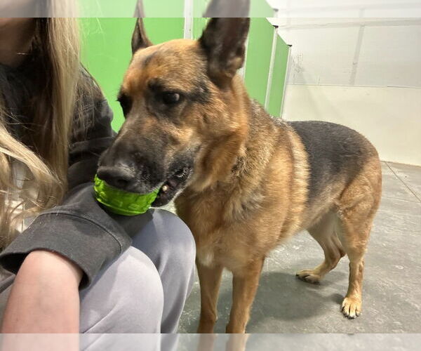 Medium Photo #7 German Shepherd Dog Puppy For Sale in Salt Lake City, UT, USA