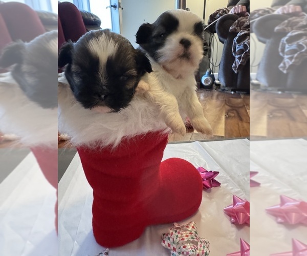 Medium Photo #26 Shih Tzu Puppy For Sale in CENTRALIA, IL, USA