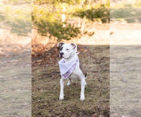 Medium Photo #3 Mutt Puppy For Sale in Crete, IL, USA