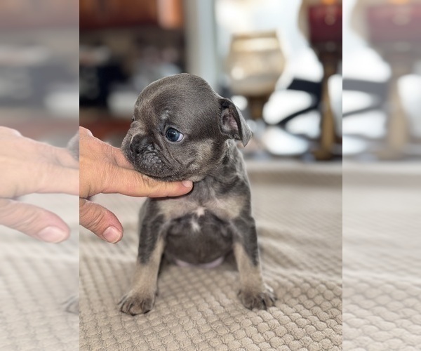 Medium Photo #5 French Bulldog Puppy For Sale in HILTON, NY, USA