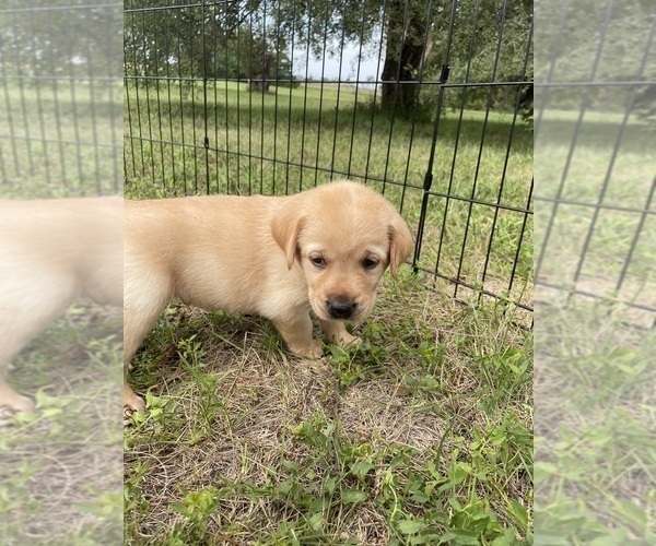 Medium Photo #8 Labrador Retriever Puppy For Sale in DIMOCK, SD, USA