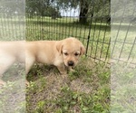 Small #7 Labrador Retriever