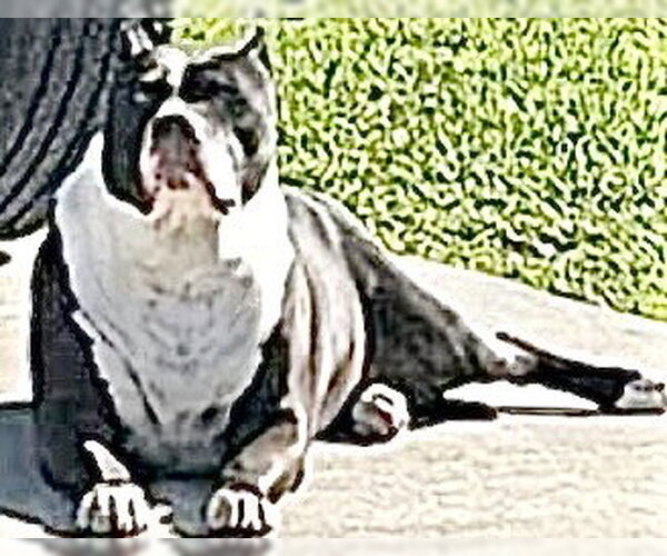 Medium Photo #1 Mutt Puppy For Sale in Houston, TX, USA