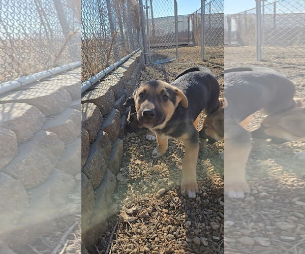 Medium Photo #2 Mutt Puppy For Sale in Estherville, IA, USA