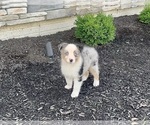 Small Photo #5 Australian Shepherd Puppy For Sale in LODA, IL, USA
