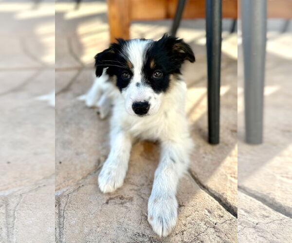 Medium Photo #2 Australian Shepherd-Unknown Mix Puppy For Sale in Newport Beach, CA, USA