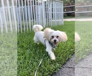 Shih-Poo Puppy for sale in HOLLYWOOD, FL, USA