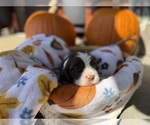 Small #5 English Springer Spaniel