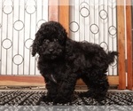 Puppy Spot YorkiePoo