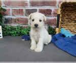 Small #7 Schnauzer (Miniature)