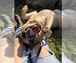 Small Photo #18 Labrador Retriever-Unknown Mix Puppy For Sale in Brewster, NY, USA