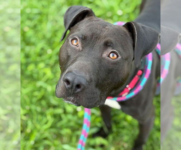 Medium Photo #2 American Staffordshire Terrier-Labrador Retriever Mix Puppy For Sale in Princeton, MN, USA