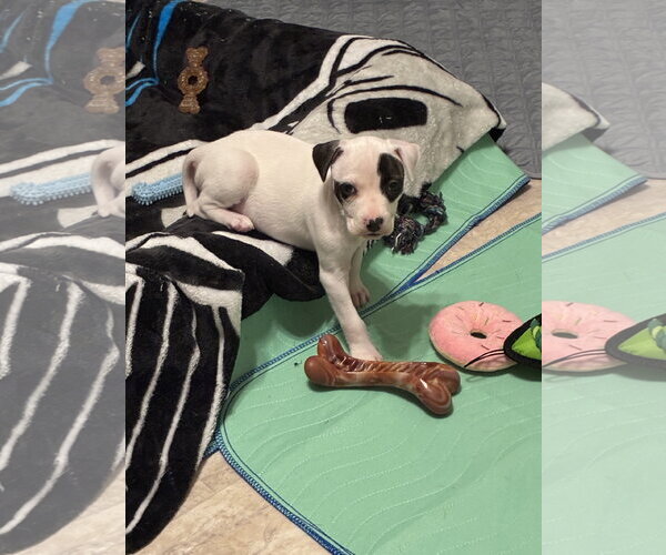 Medium Photo #3 Mutt Puppy For Sale in Holly Springs, NC, USA