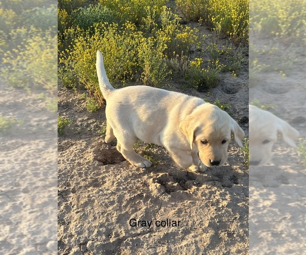 Medium Photo #12 Labrador Retriever Puppy For Sale in CASA GRANDE, AZ, USA