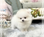 Small #4 Pomeranian