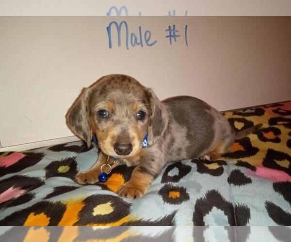 Medium Photo #1 Dachshund Puppy For Sale in MARION, IL, USA