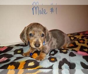 Dachshund Puppy for sale in MARION, IL, USA
