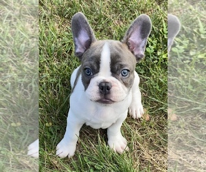 French Bulldog Puppy for sale in NORTH SALEM, IN, USA