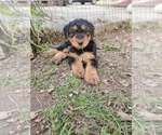 Small Photo #6 Airedale Terrier Puppy For Sale in CAMBRIDGE, OH, USA
