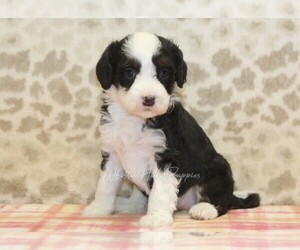 Miniature Bernedoodle Puppy for sale in DENVER, PA, USA