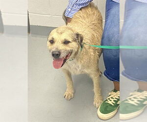 Mutt Dogs for adoption in St. Cloud, FL, USA