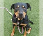 *POPPYSEED - Female Rottweiler-Unknown Mix Dog for Adoption - Small photo