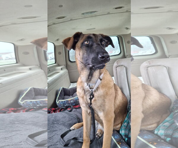 Medium Photo #8 German Shepherd Dog-Unknown Mix Puppy For Sale in Sebec, ME, USA