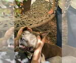 Small #7 American Pit Bull Terrier-Bulldog Mix
