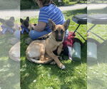 Small #10 German Shepherd Dog