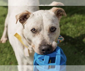 Sinatra - Male American Bulldog Dog for Adoption - Photo #4