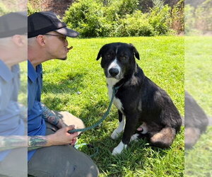 Retriever -Unknown Mix Dogs for adoption in Elmsford, NY, USA
