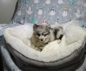 Pomeranian Puppy for Sale in COOKEVILLE, Tennessee USA