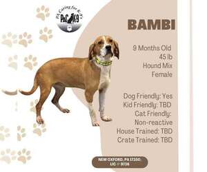 Mutt Dogs for adoption in New Oxford , PA, USA
