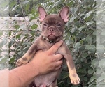 Small #1 French Bulldog